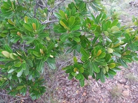 Erythroxylum novocaledonicum O. E. Schulz的圖片