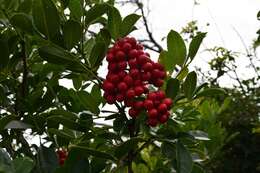 Image of Zanthoxylum delagoense Waterman