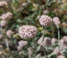 Image of pink spineflower