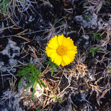 Image de Tetraneuris herbacea Greene