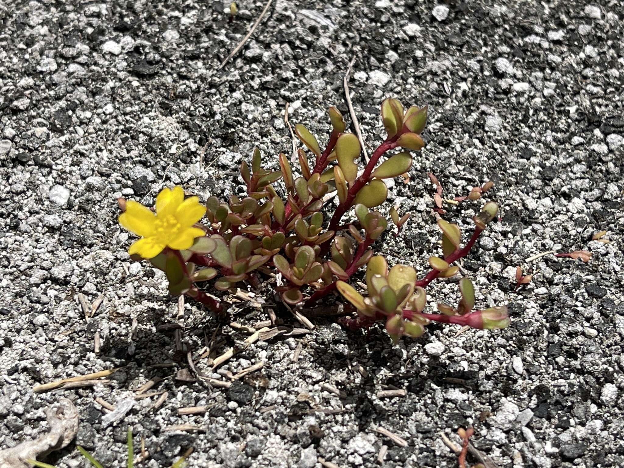 Image of native yellow purslane