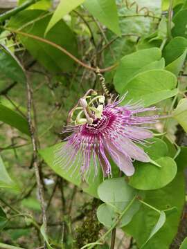 Image of Passiflora oerstedii Mast.