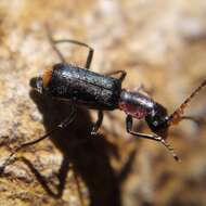 Imagem de Cyrtosus cyanipennis