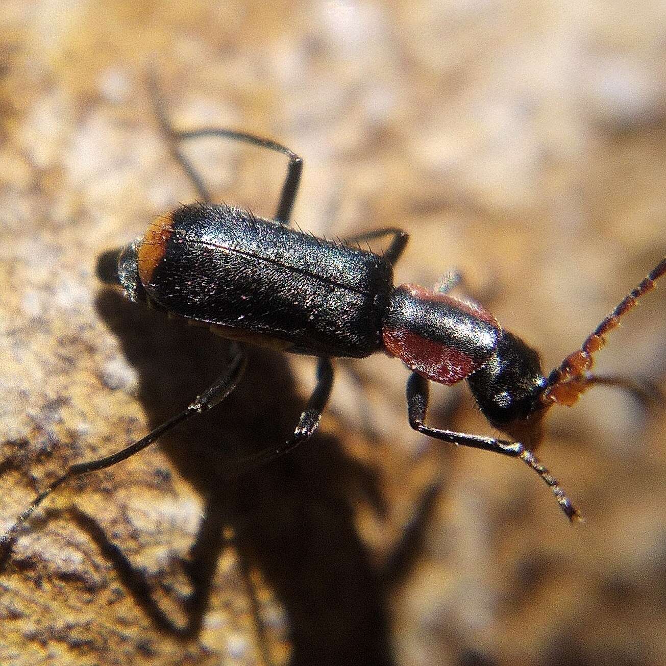 Image of Cyrtosus cyanipennis