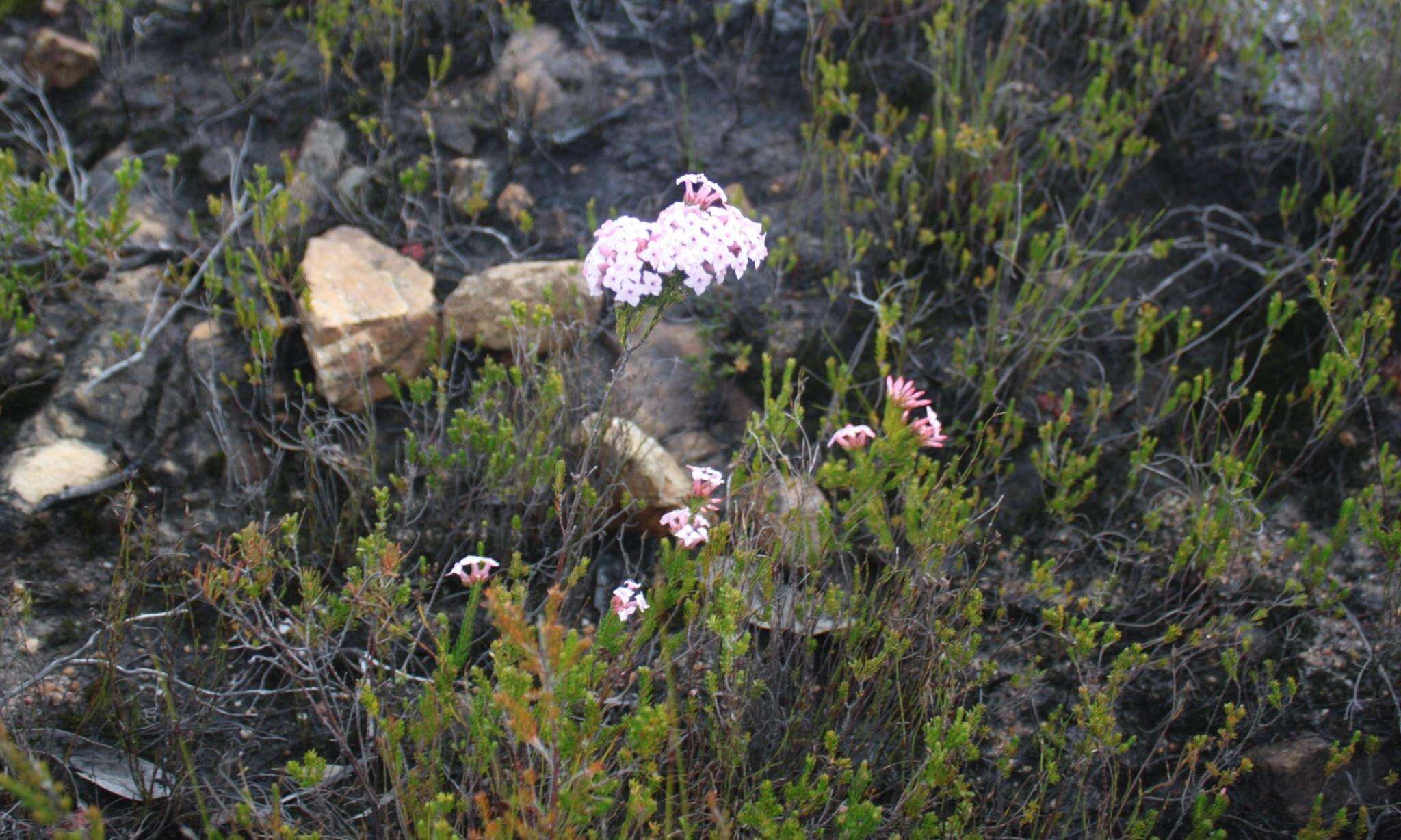 Image of Erica walkeria var. praestans