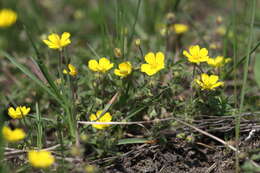 Image of Potentilla heptaphylla L.