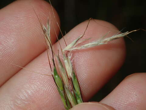 Image of Bothriochloa macra (Steud.) S. T. Blake