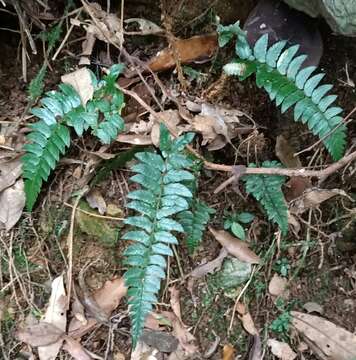 Image of Polystichum prionolepis Hayata