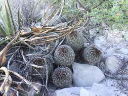 Image of Coryphantha neglecta L. Bremer