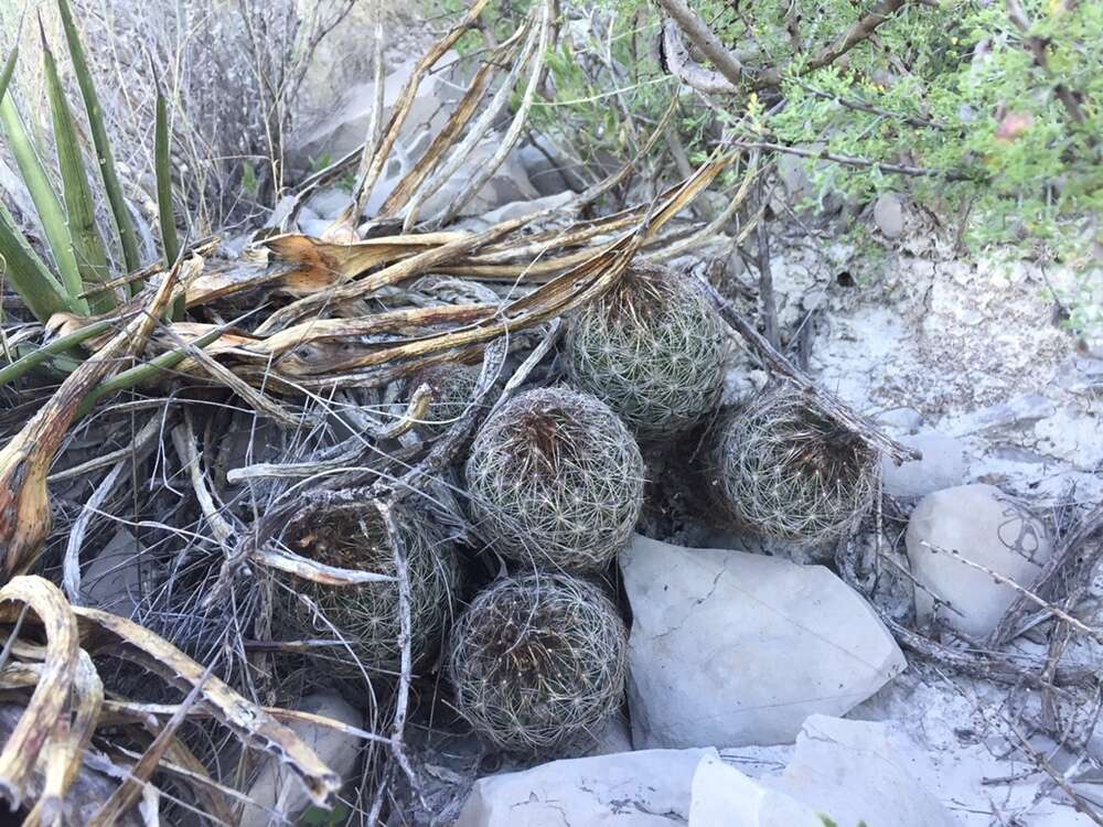 Image of Coryphantha neglecta L. Bremer