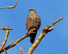 Image of Plumbeous Kite