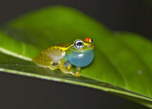 Image of Central Bright-eyed Frog