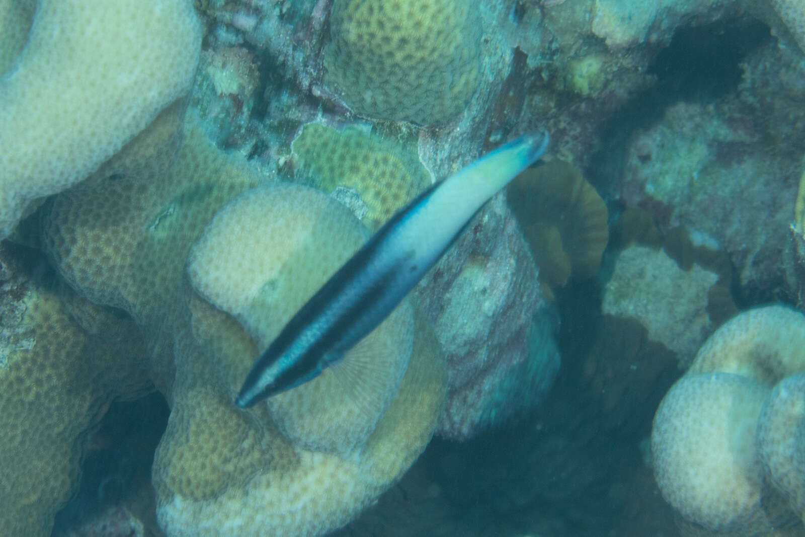 Image of Bicolor Cleaner Wrasse