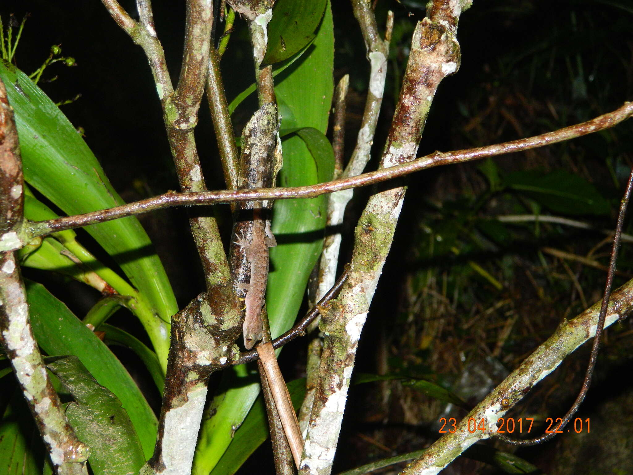 Image of Marbled Bow-fingered Gecko