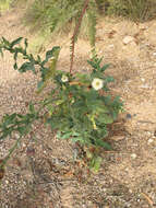 Image of desert tobacco,