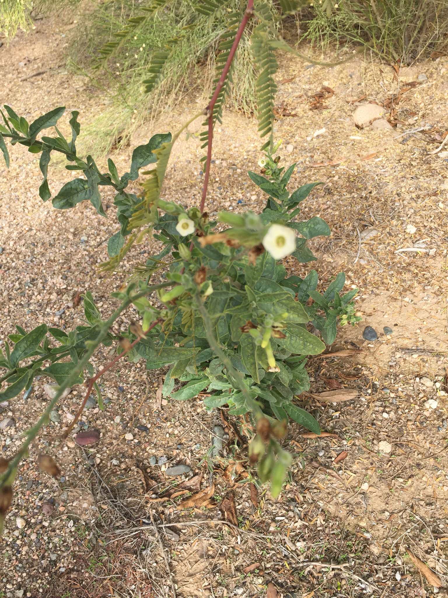 Image of desert tobacco,