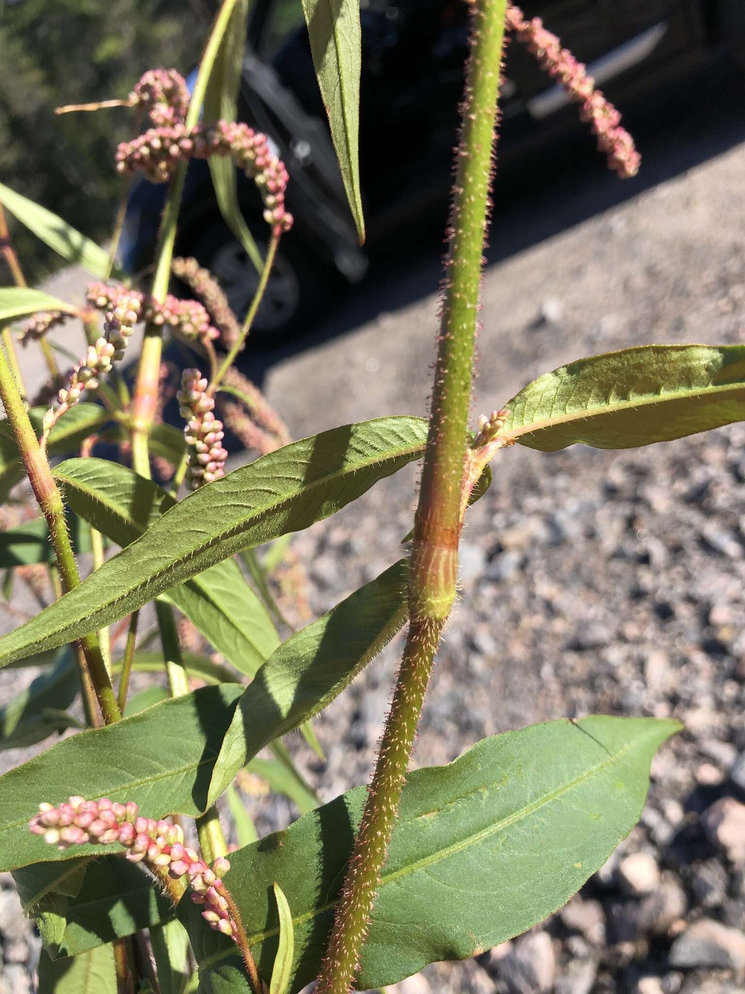 Plancia ëd Persicaria careyi (Olney) Greene