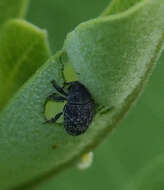 Image of Milkweed Stem Weevil