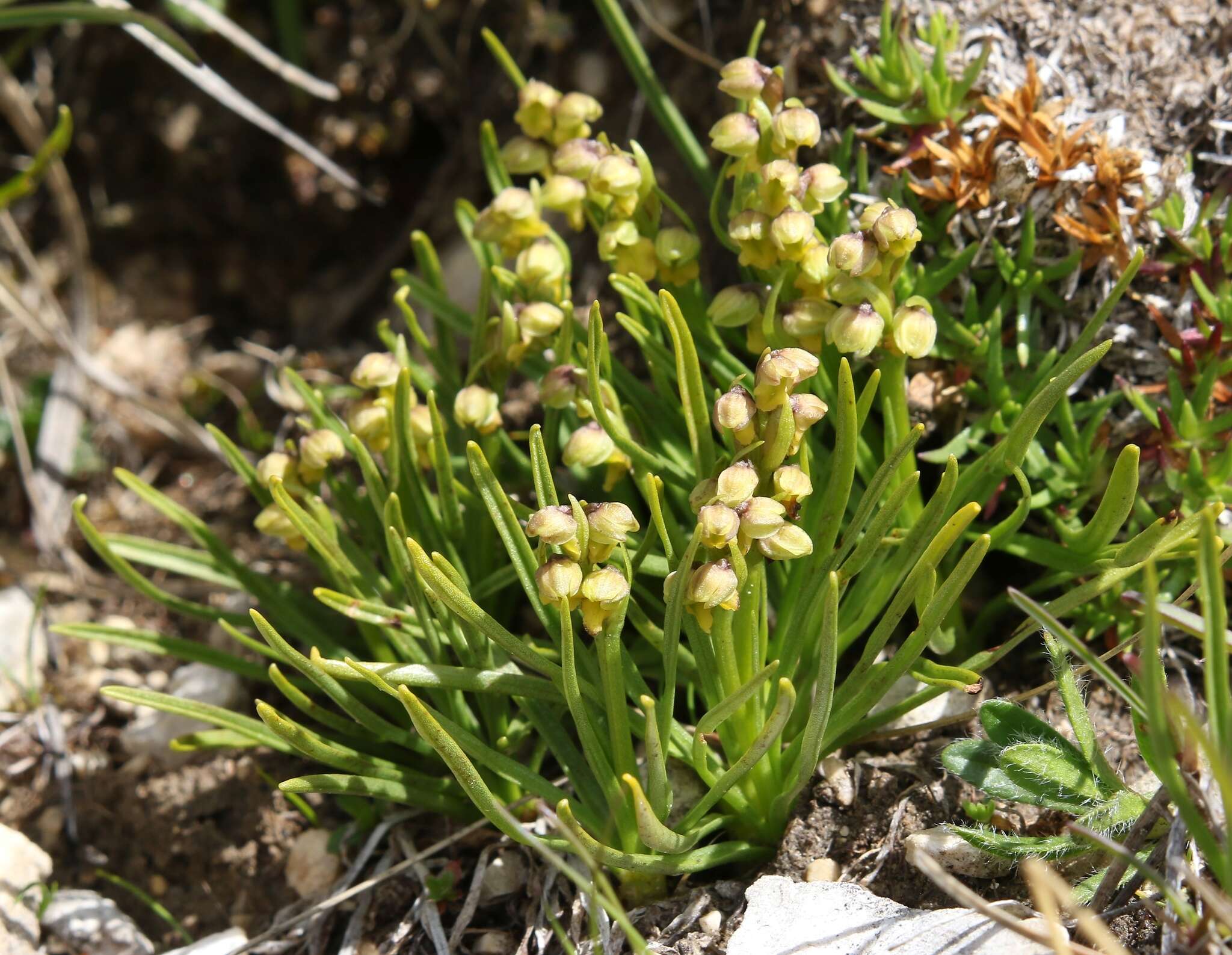 Image of Chamorchis