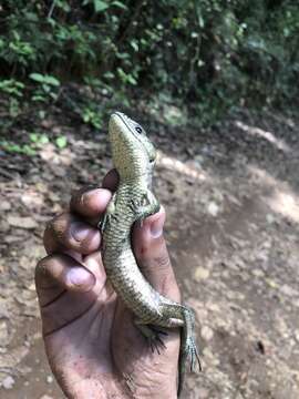 Image of Herrera's Alligator Lizard