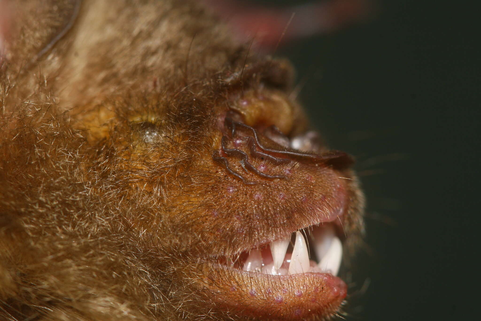 Image of Horsfield's Leaf-nosed Bat