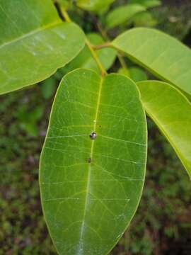 Image of Emblyna florens (Ivie & Barrows 1935)