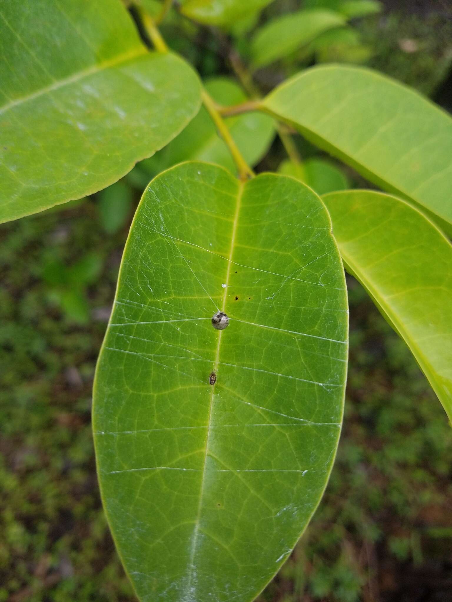 Image of Emblyna florens (Ivie & Barrows 1935)