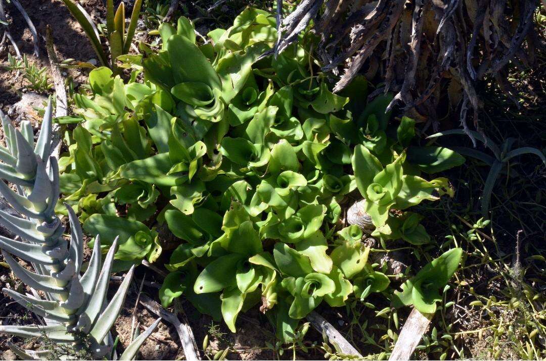 Image of Ledebouria nitida