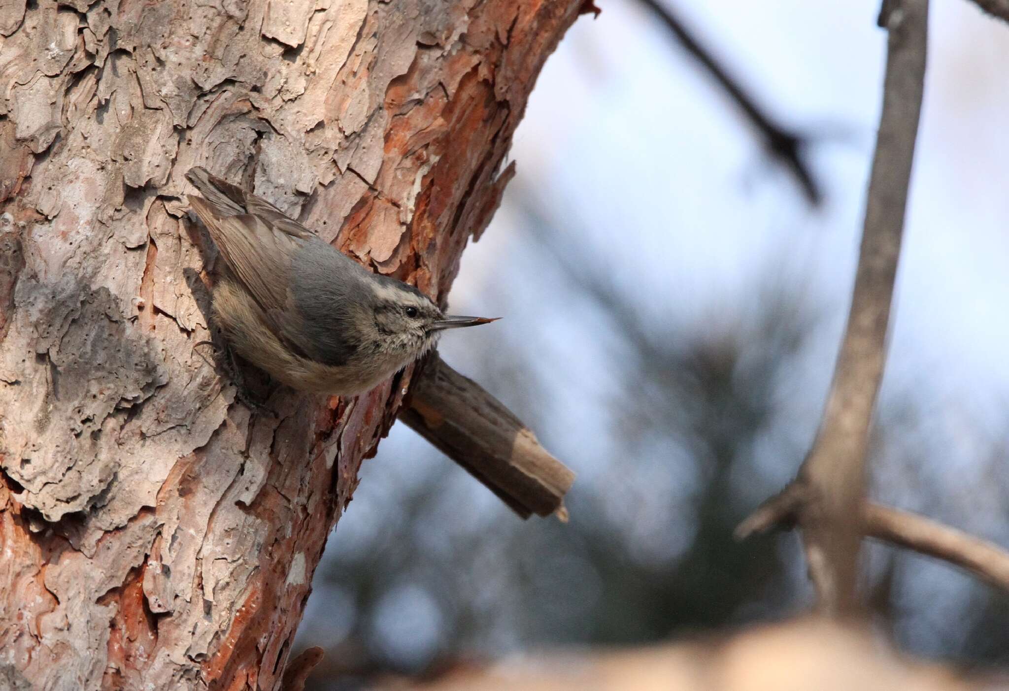 Image of Chinese Nuthatch