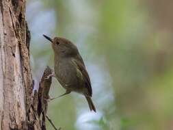 Image of Large-billed Scrubwren