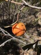 Image of Santalum murrayanum (T. Mitch.) C. Gardner