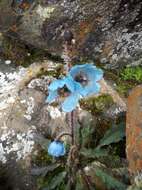 Imagem de Meconopsis horridula Hook. fil. & Thomson