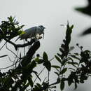 Image of White Bellbird