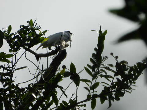 Image of White Bellbird