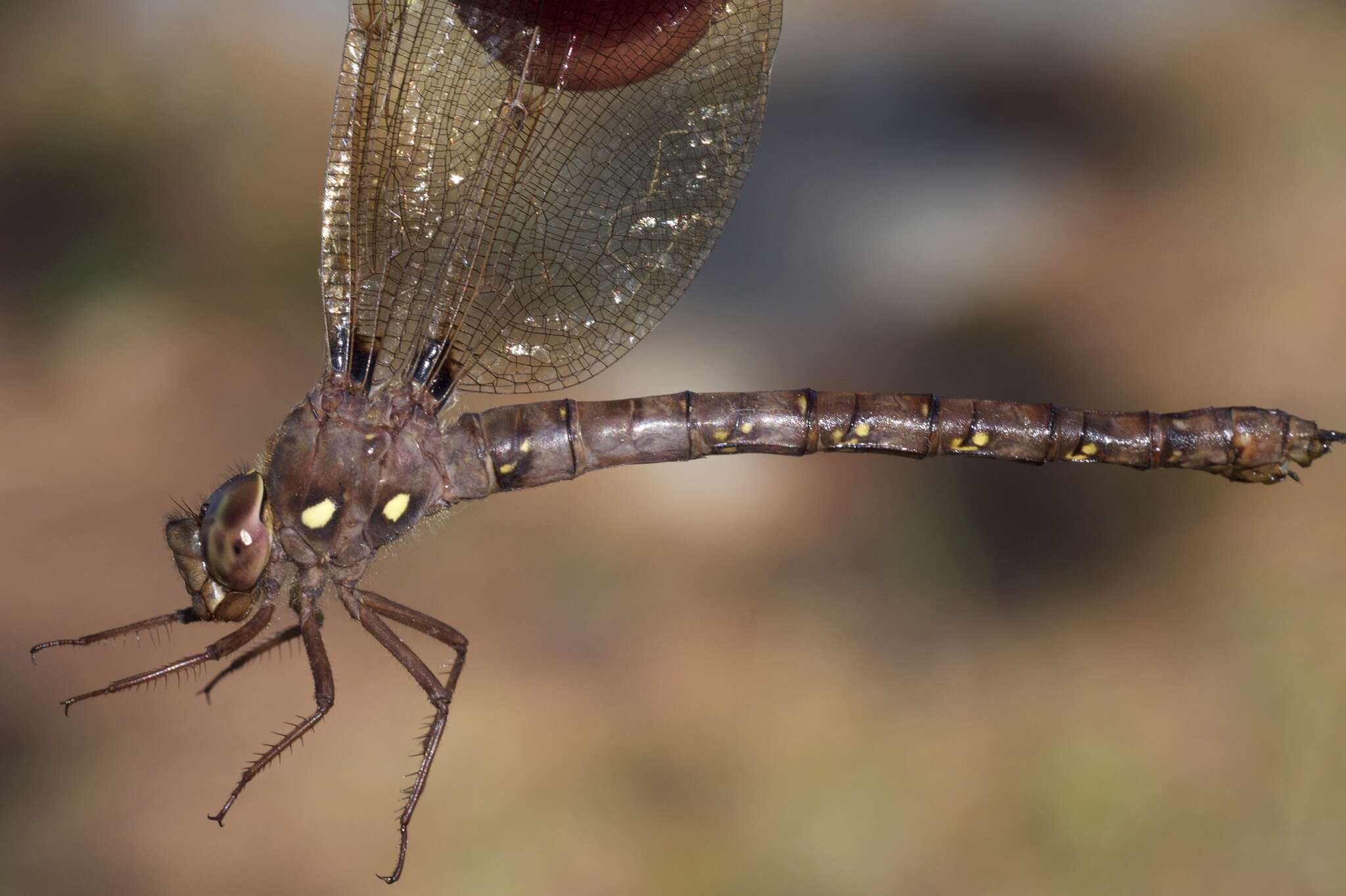 Image of Spotted Darners