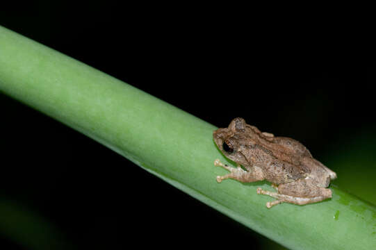 Image of Temple Tree Frog