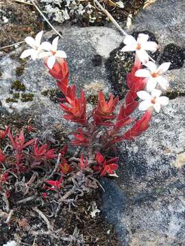 Image of Crassula obtusa Haw.