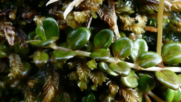 Image of Epilobium pernitens Cockayne & Allan