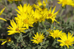 Image of hairy false goldenaster