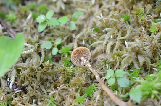 Plancia ëd Galerina paludosa (Fr.) Kühner 1935