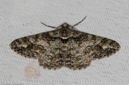 Image of Double-lined Gray Moth