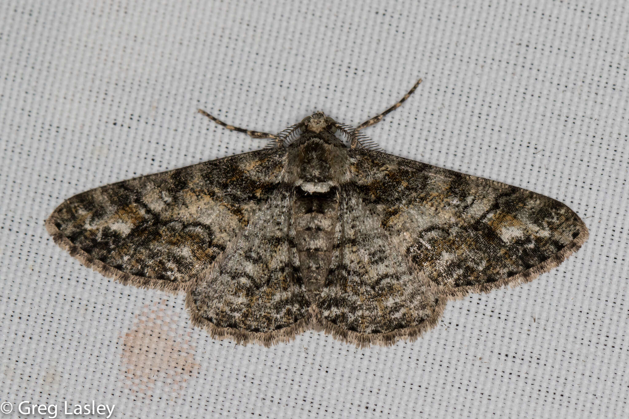 Image of Double-lined Gray Moth