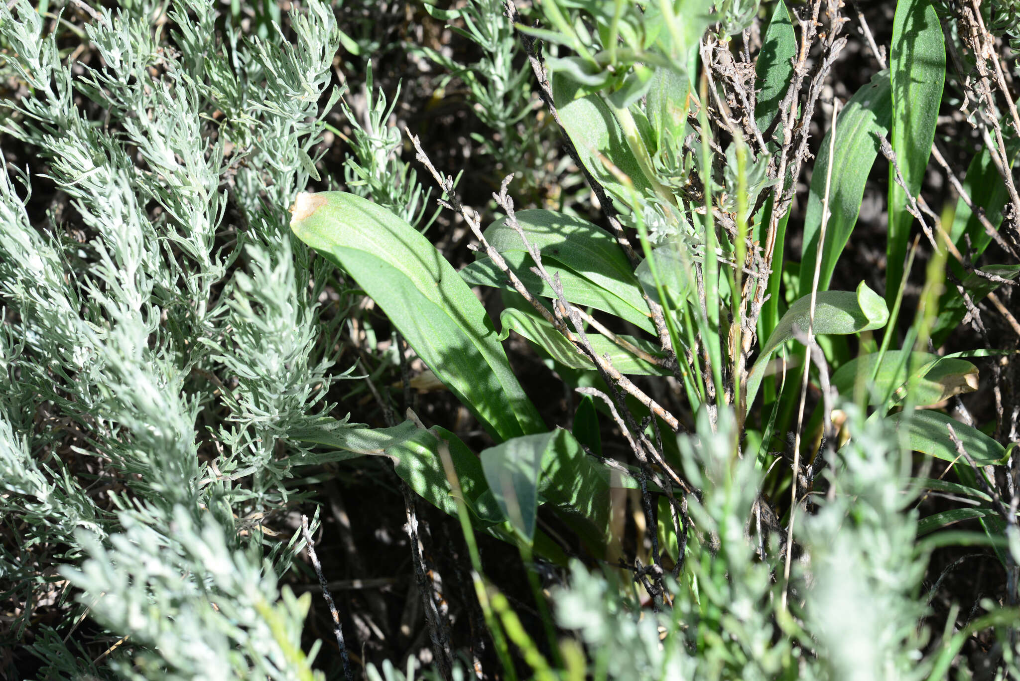 Image of Bigelow's sneezeweed