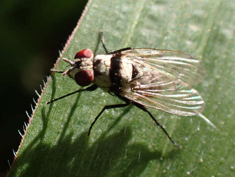 Plancia ëd Anthomyia silvestris Colless 1982