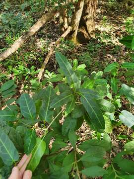 صورة Leichhardtia lloydii (P. I. Forst.) P. I. Forst.