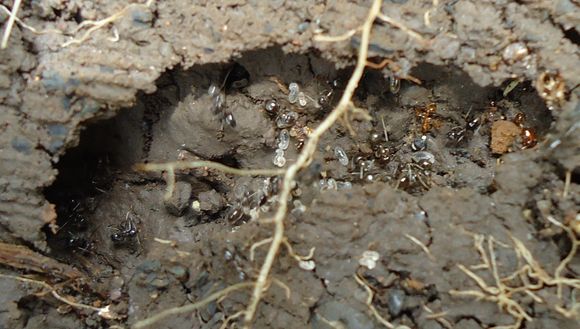 Image of Black garden ant