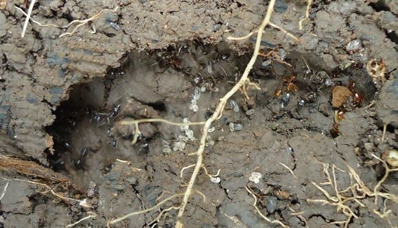 Image of Black garden ant