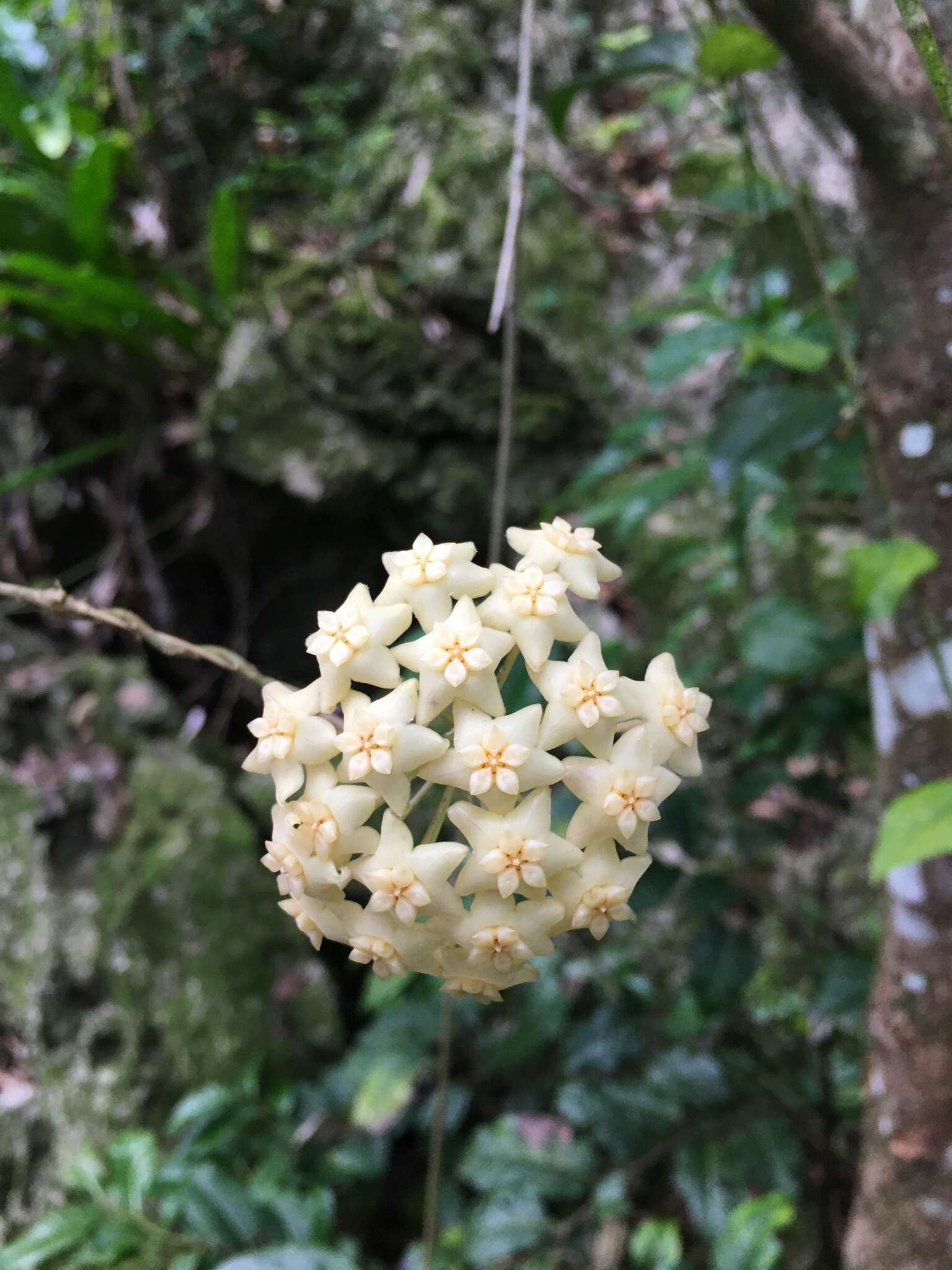 Image of Hoya pottsii Traill