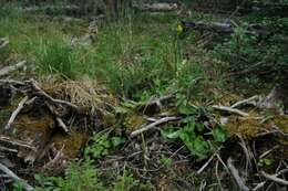 Image of spiked saxifrage