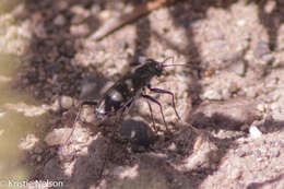 Image of Cicindela (Cicindelidia) punctulata chihuahuae Bates 1890